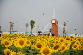 首德郡向日葵花田颇受西贡市民的青睐