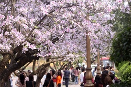 河内市首次举办羊蹄甲花节 