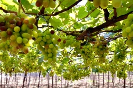 2019年宁顺葡萄和葡萄酒节将吸引大量游客