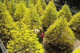 永隆省福定梅花盛开 春色满园