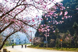 2019年河江省桃花节展现出岩石高原色彩