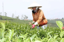 今年前10月茶叶出口增长14%以上 