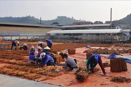 肉桂成为安沛省山区的脱贫致富之树 