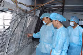 阮春福总理：整个政治系统必须参与非洲猪瘟疫情防范工作