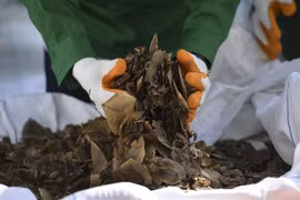 马来西亚缴获30吨穿山甲和穿山甲鳞片 价值为历年之最