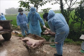 河内市非洲猪瘟疫情新增速度放缓