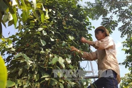 同奈省一家合作社的有机胡椒产品进军欧洲市场