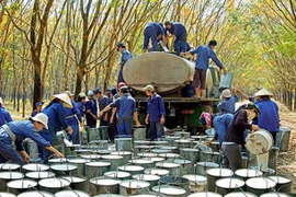 橡胶出口前景仍不容乐观