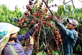 咖啡是越南出口阿尔及利亚的第一大产品