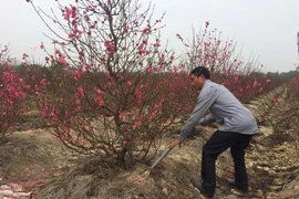 河内花农担忧：开得正艳的桃花"撑不到"春节