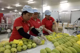 美国允许进口越南新鲜芒果 