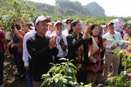 越南山罗省进入李子采摘旺季