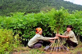 越南林业产业主动采取措施 满足市场的要求