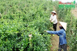 药材种植模式帮助广平省山区农民脱贫致富 