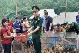 清化省蒙族同胞生活发生日新月异的变化