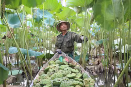 组图：河南省进入莲子收获季节