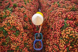 组图：北江省陆岸县荔枝进入采收旺季