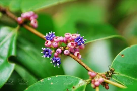 组图：探索平洲-福宝自然保护区