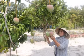 庆和省甘林县芒果恢复出口活动