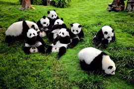 越南与中国四川加强旅游合作
