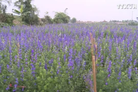 南定省最大花村全力备战春节销售旺季