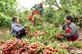 兴安省早熟杂交荔枝即将进入收获期