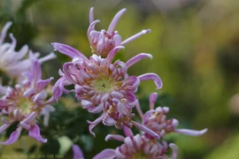 河内市古菊花园里一场菊花盛宴迎新春