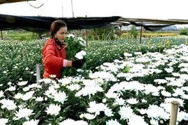 河内西就花村热闹非凡迎春节（组图）