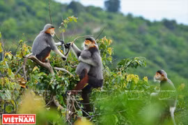 岘港市具有吸引力的旅游目的地——山茶半岛（组图）