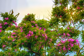 组图：山茶半岛花开成海 鲜花艳艳惹人醉