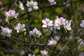 组图：充满西北山区气息的羊蹄甲花盛放 扮靓河内春天