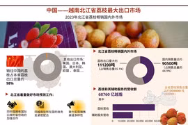 图表新闻：中国——越南北江省荔枝最大出口市场