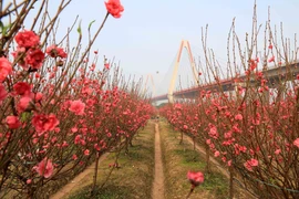 组图：河内市日新村桃花迎春怒放