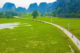 越南旅游：宁平省三谷碧洞胜地碧绿稻田一望无际（组图）