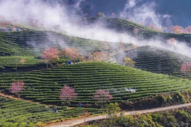 春色来得早 樱花林在沙巴茶山里盛开（组图）