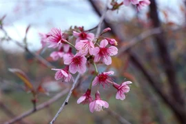 越南奠边省山上的野桃花（组图）