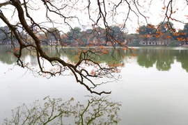 河内还剑湖大叶紫薇出嫩叶的浪漫季节（组图）