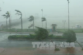 第十号台风已登陆广平省，造成特大暴雨，内陆普遍出现​12-13级大风。