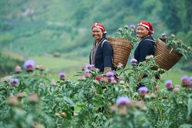 助力少数民族妇女就业创业 促进性别平等