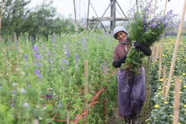 组图：西就村花农忙忙碌碌 为年底的鲜花供应做准备