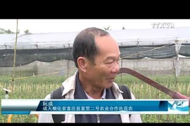 承天顺化省花农忙碌栽培 让花卉正当春节绽放 