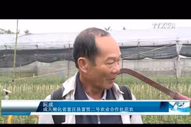 承天顺化省花农忙碌栽培 让花卉正当春节绽放 