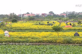 贡菊花盛放 花农们喜获丰收