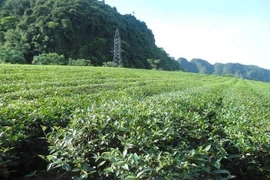 乂安省军民共同携手种下脱贫致富茶