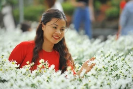 洁白雏菊为河内各花村增添一道靓丽的风景线