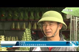 春节即将来临 太平省富贵竹种植户忙碌准备供货 