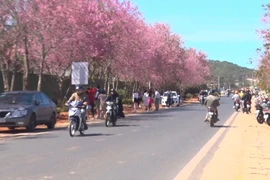 大叻市冬樱花盛开 满街姹紫嫣红