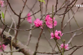 河内市部分集市出现桃花的身影 