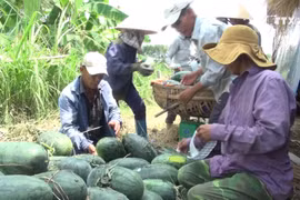 中国提高越南农产品技术壁垒