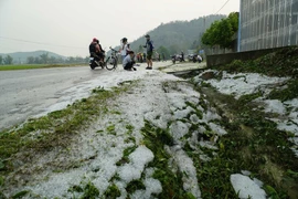 组图：奠边省多处稻田和花园被冰雹覆盖